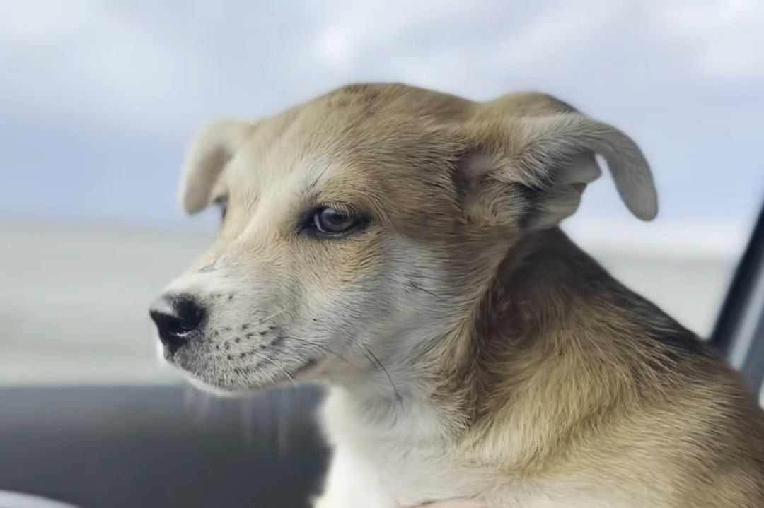 sweet dog in car