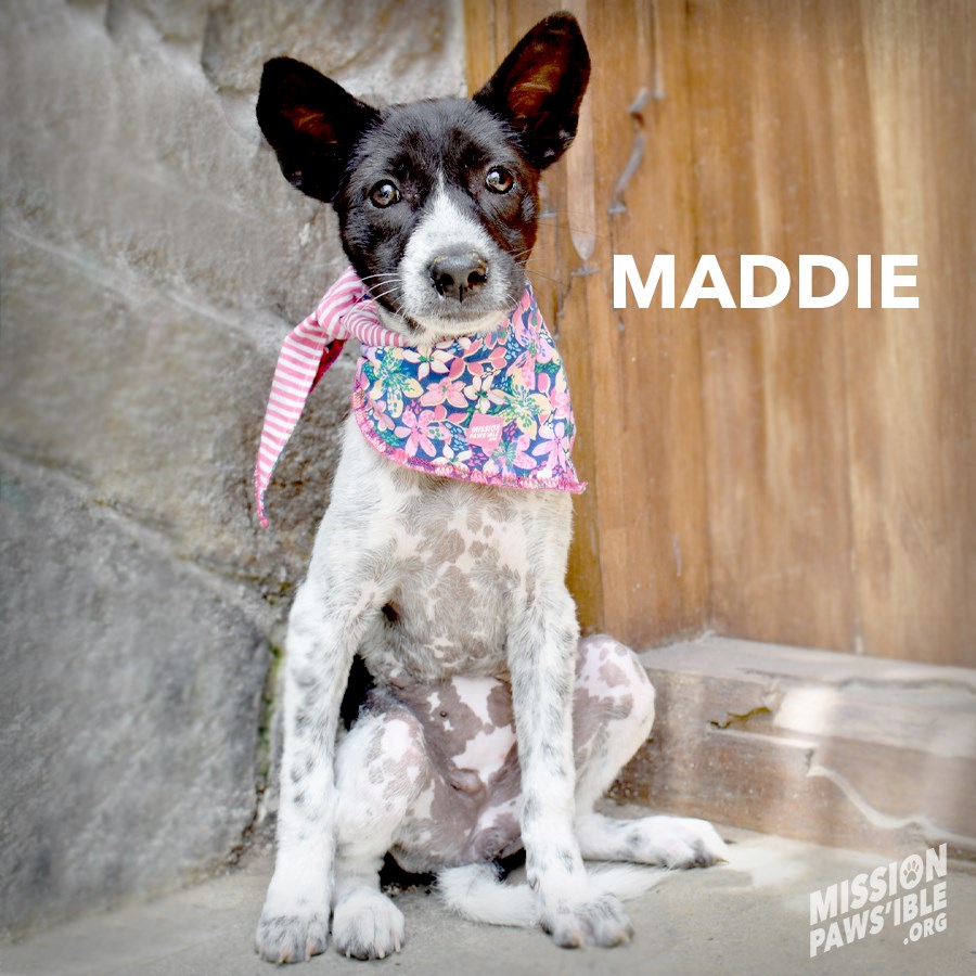 sweet dog maddie