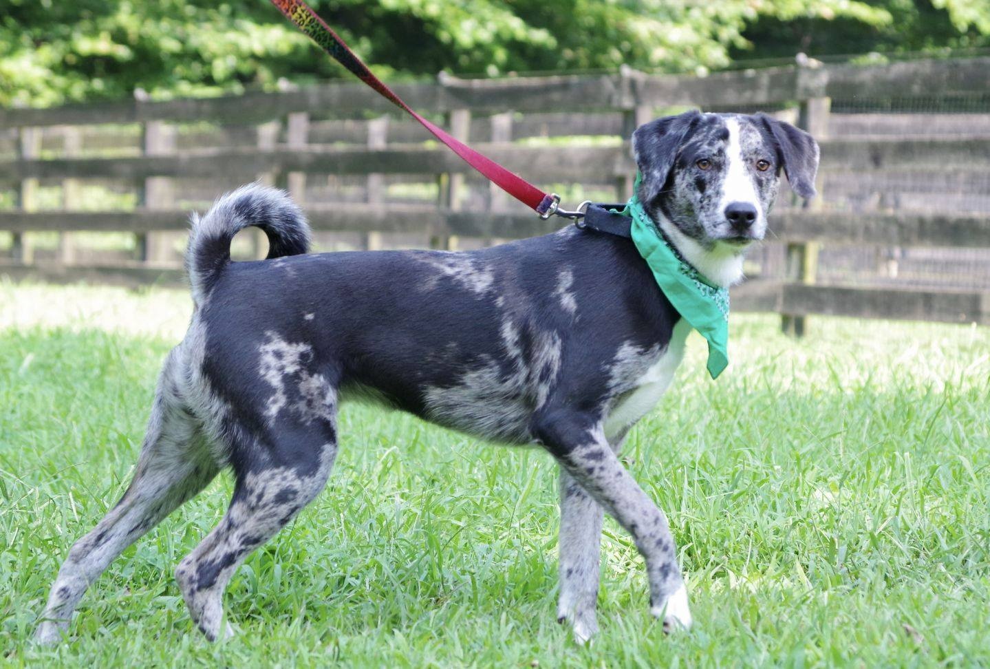 sweet dog on a leash