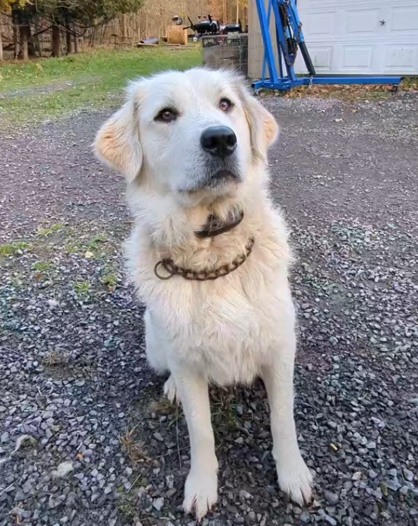 sweet white dog