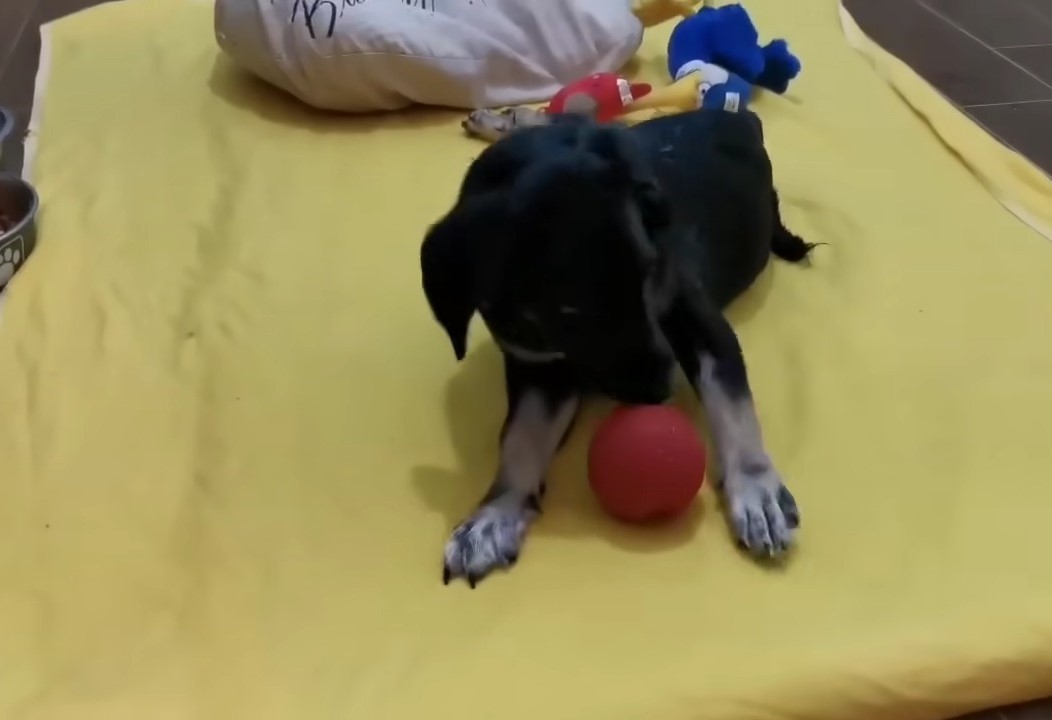 the black dog lies and sniffs the ball