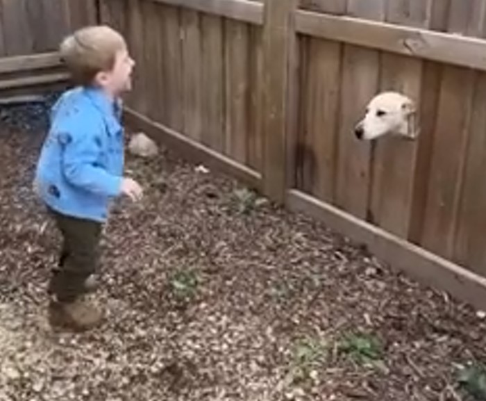 the boy laughs at the dog peeking through the wooden hole