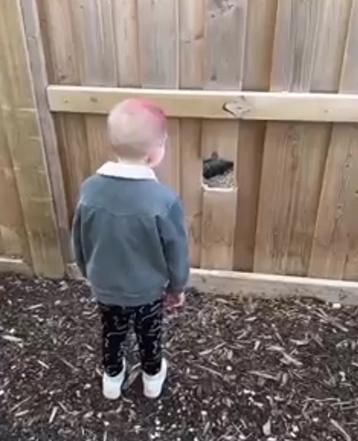 the boy looks into the hole in the wooden fence