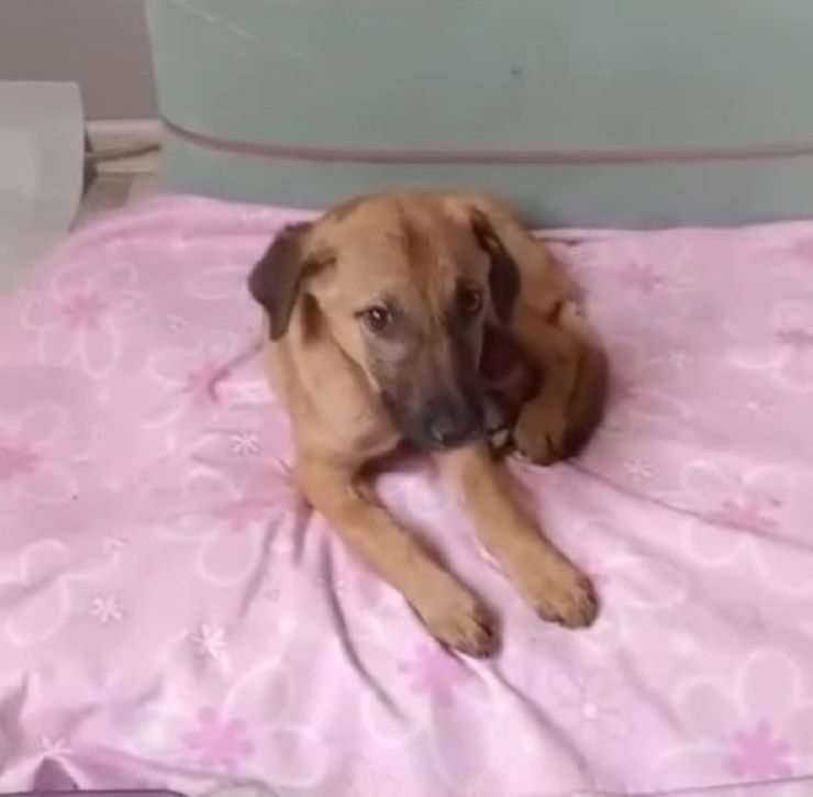 the brown dog is lying on the bed