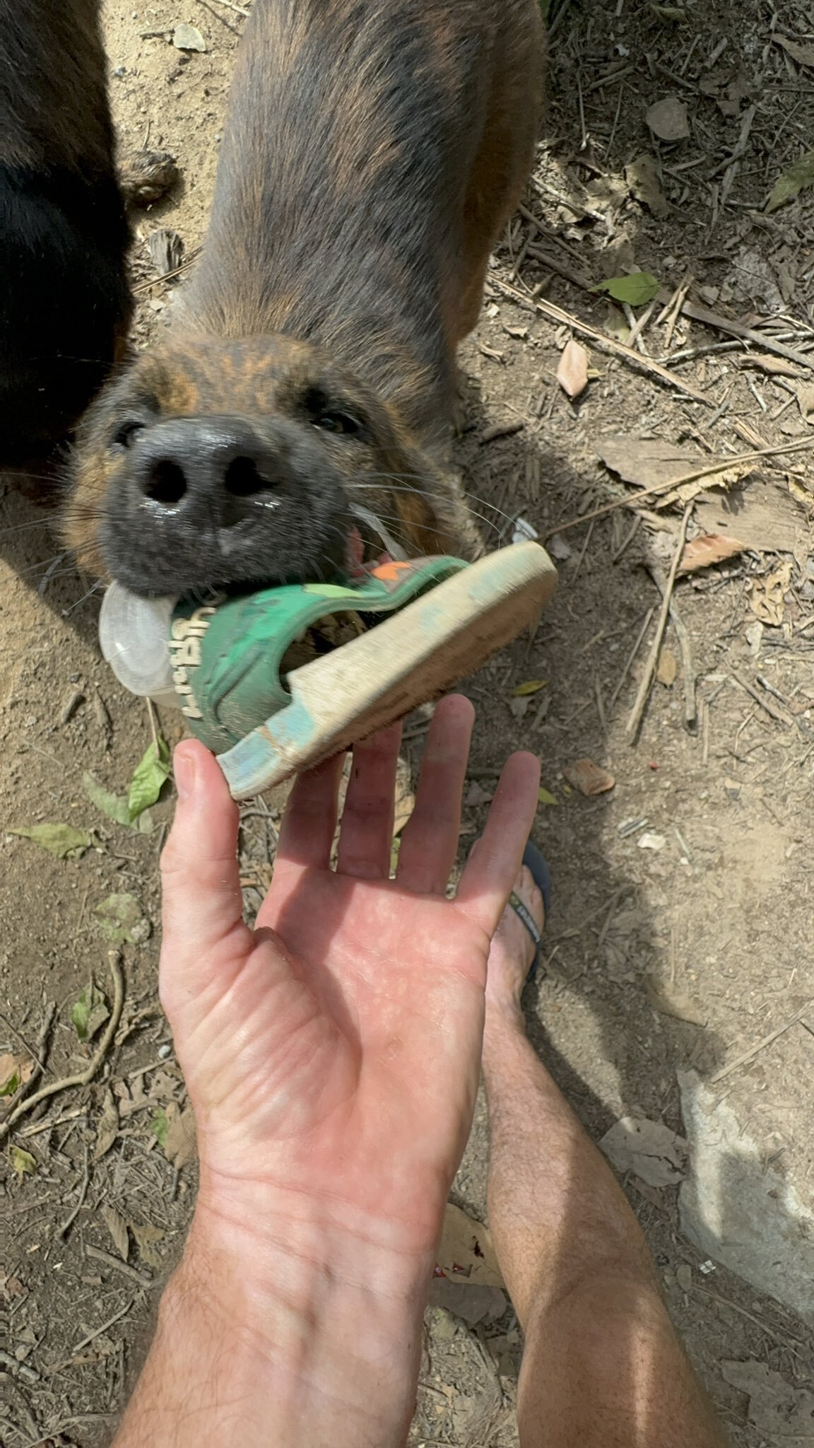 the dog brought a spider in its owner's mouth