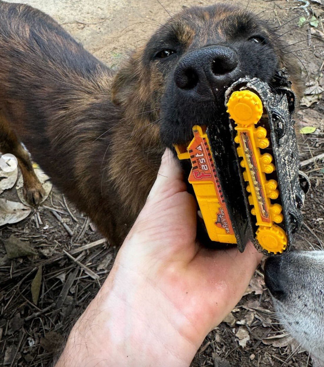 the dog brought the children's bag in its mouth