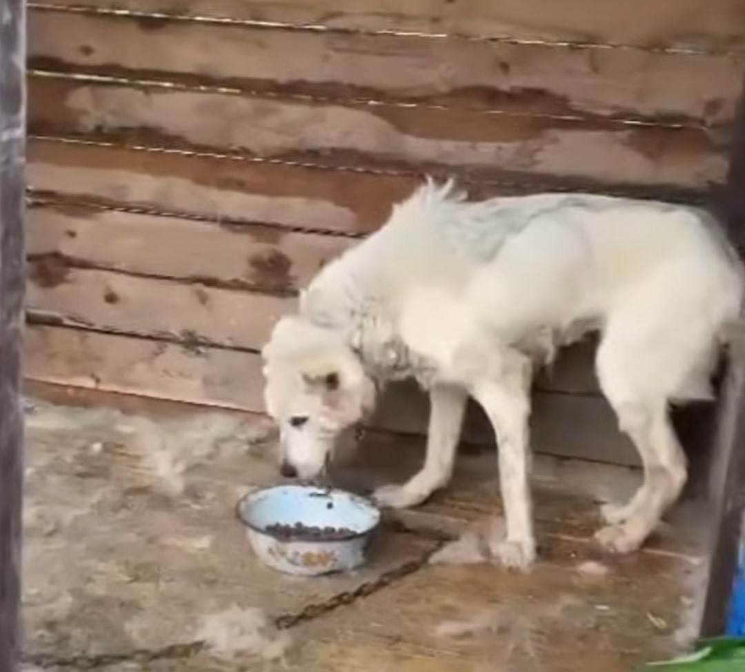 the dog eats from a white bowl