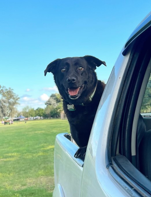 the dog enjoys car rides