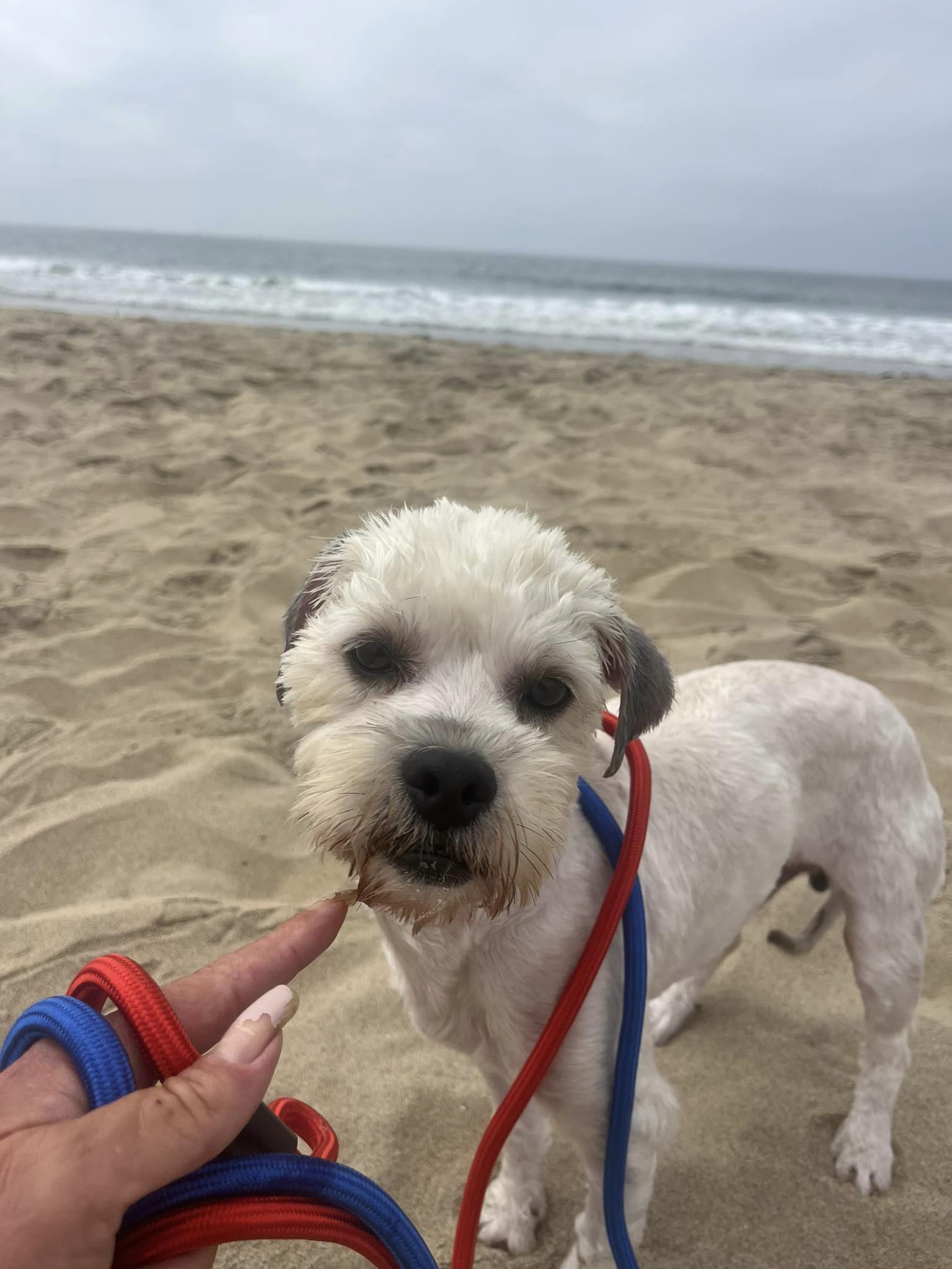 the dog enjoys the beach with the woman