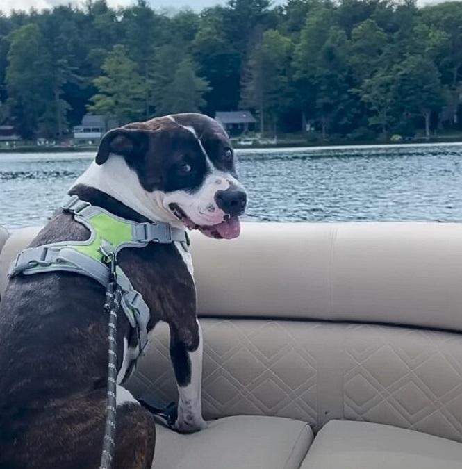 the dog enjoys the boat ride