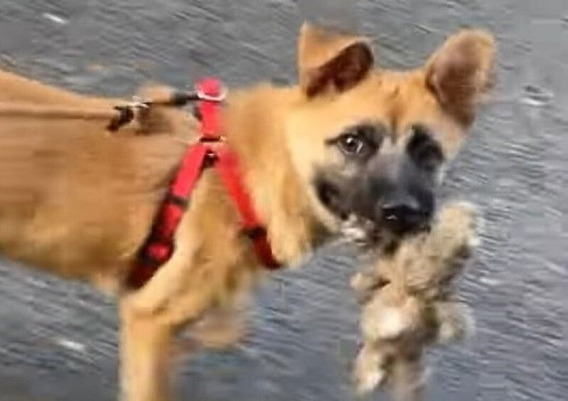 the dog is carrying a stuffed toy in its mouth