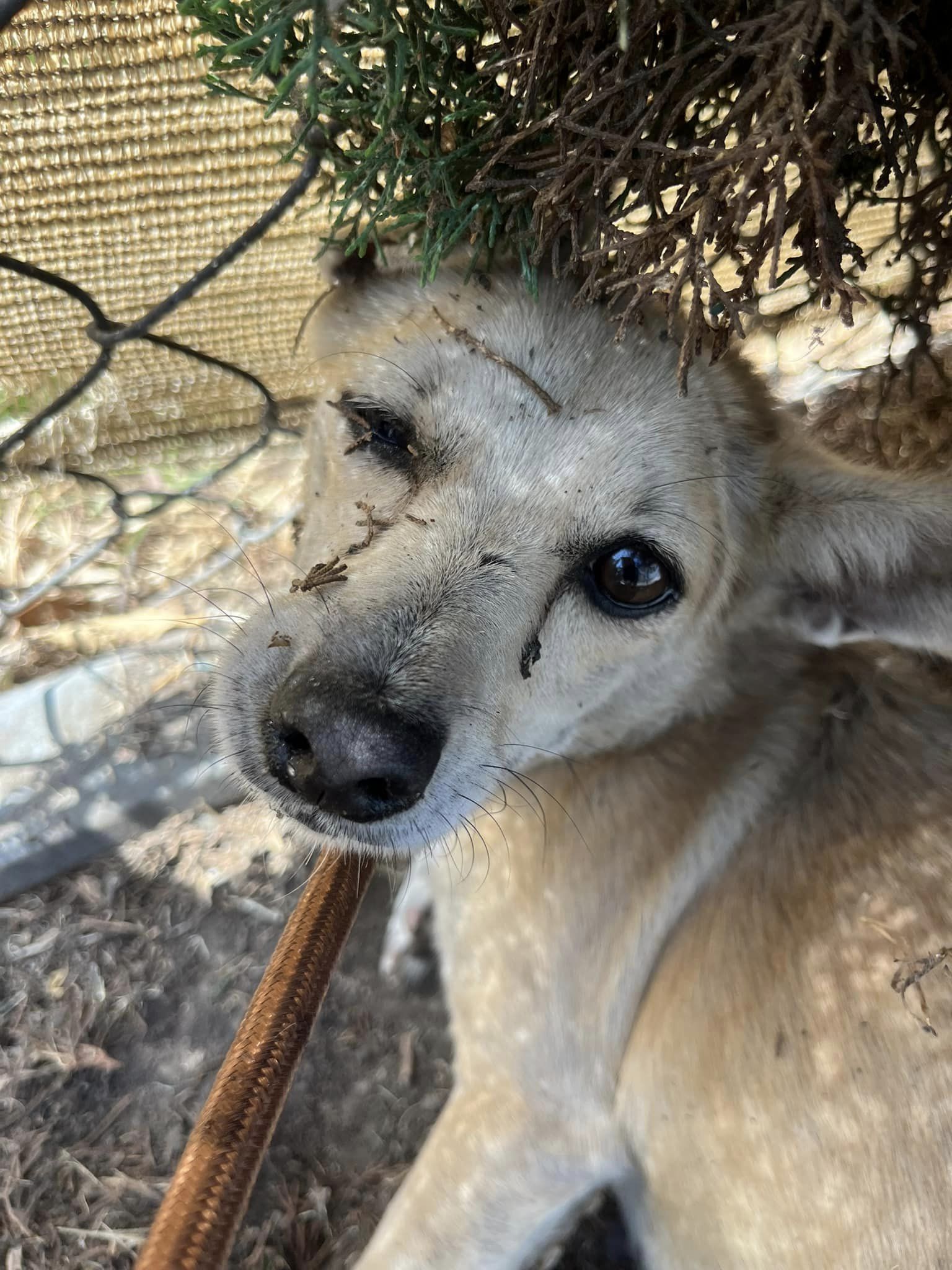 the dog is looking at the camera under the branches