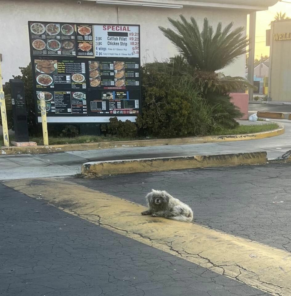 the dog is lying in the parking lot