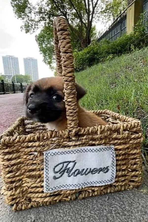 the dog is sitting in a wicker basket