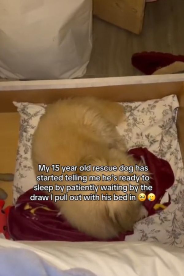 the dog is sleeping in the bed