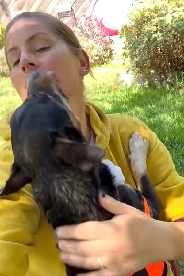 the dog licks the girl's face