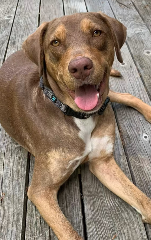 the dog lies on the wooden boards