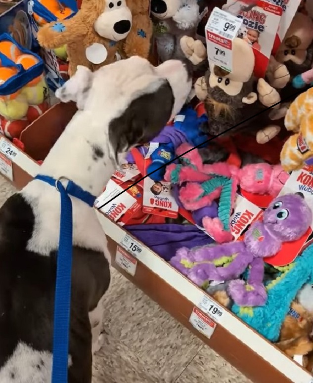 the dog looks at the toys