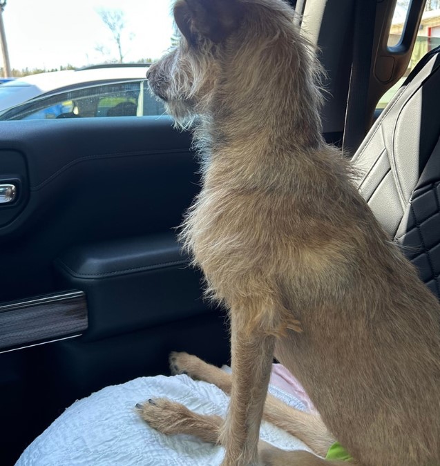 the dog sits on the front seat of the car and looks out the window