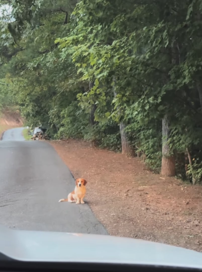 the dog sits on the road and waits