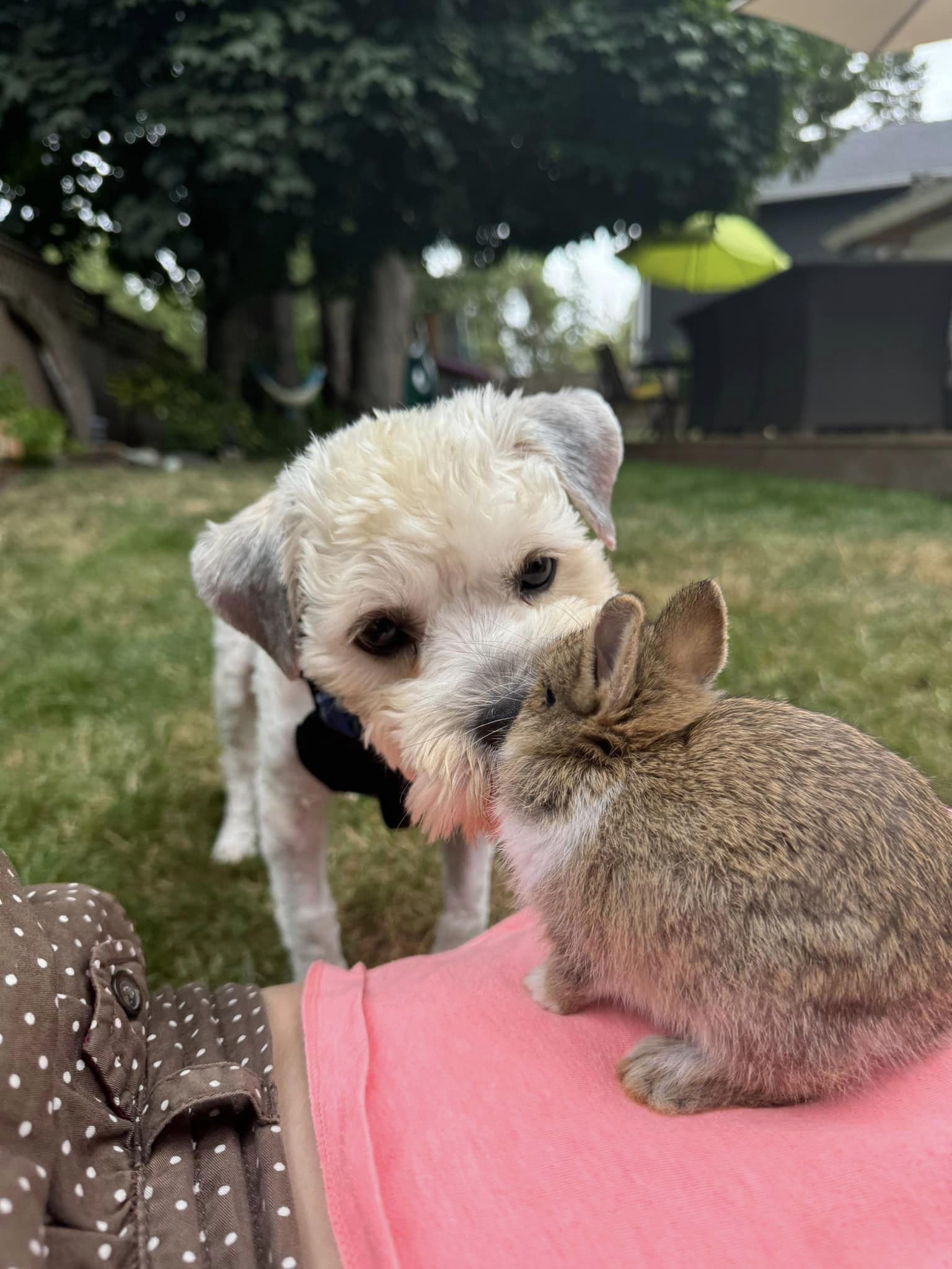 the dog sniffs the rabbit