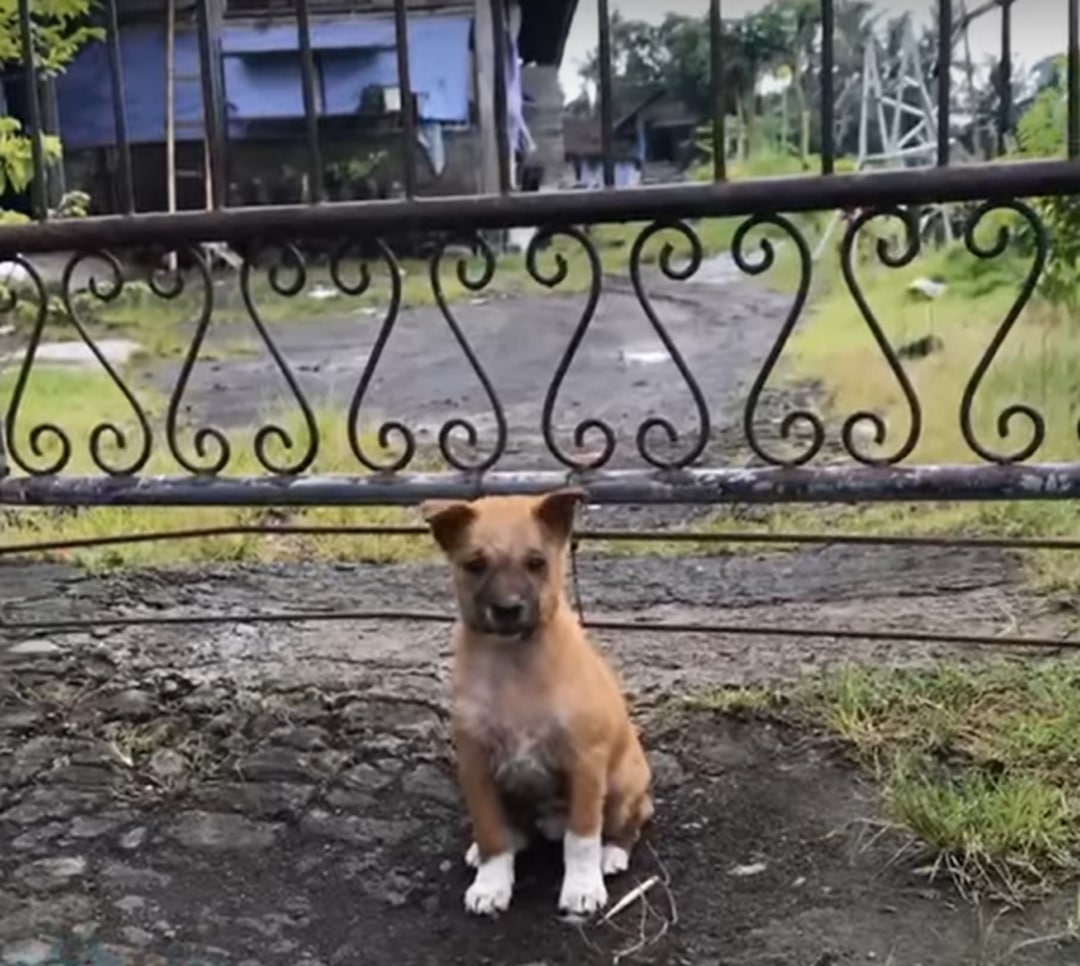 the dog stands in front of the fence in the mud