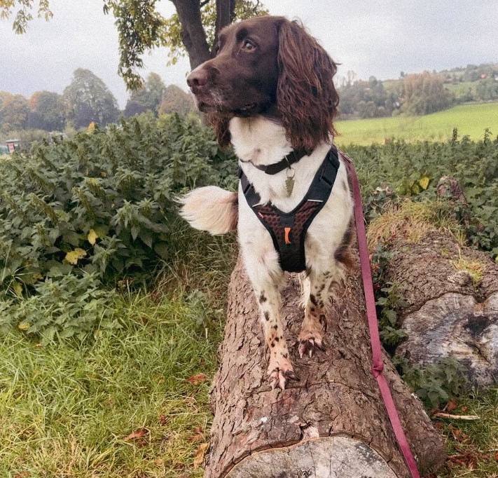 the dog stands on a tree and looks into the distance