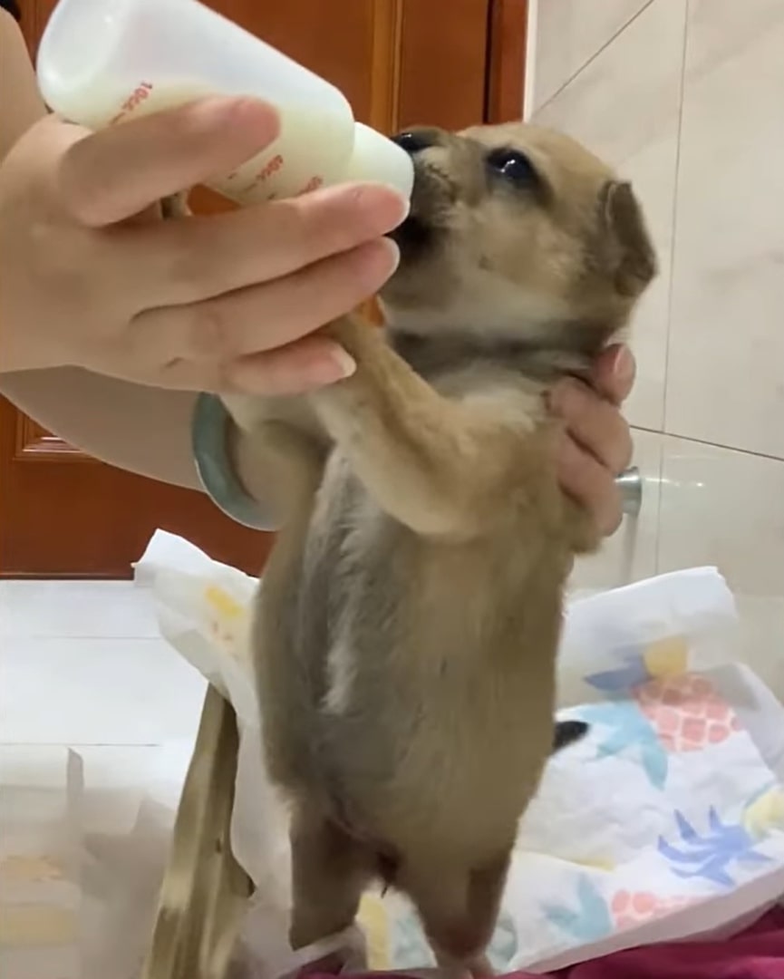 the dog stands on its hind legs and drinks milk from a bottle