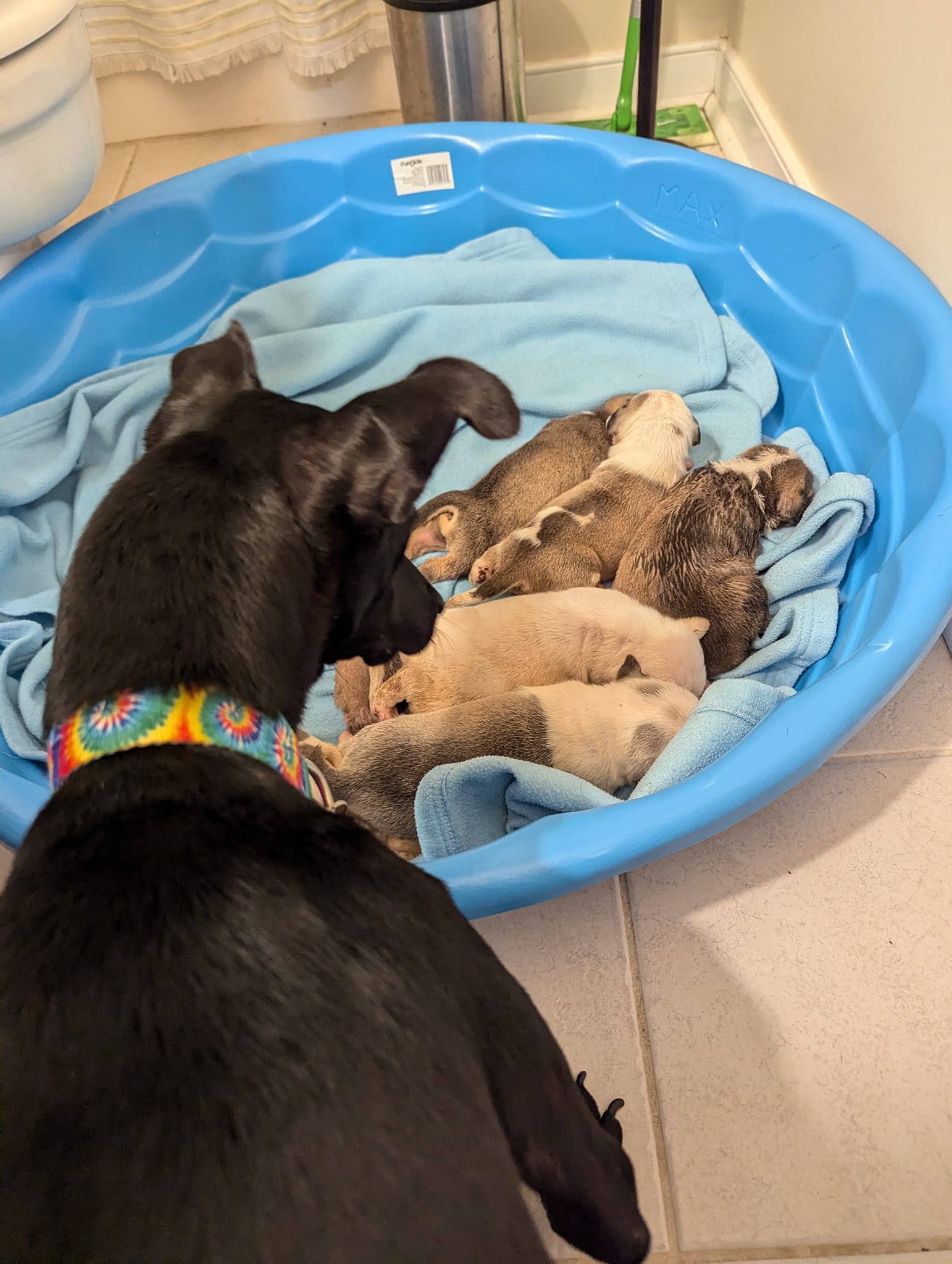 the dog watches the puppies while they sleep