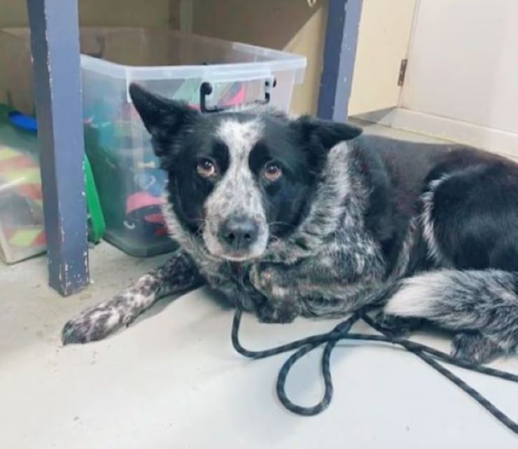 the dog with a leash lies on the floor and looks in front of him