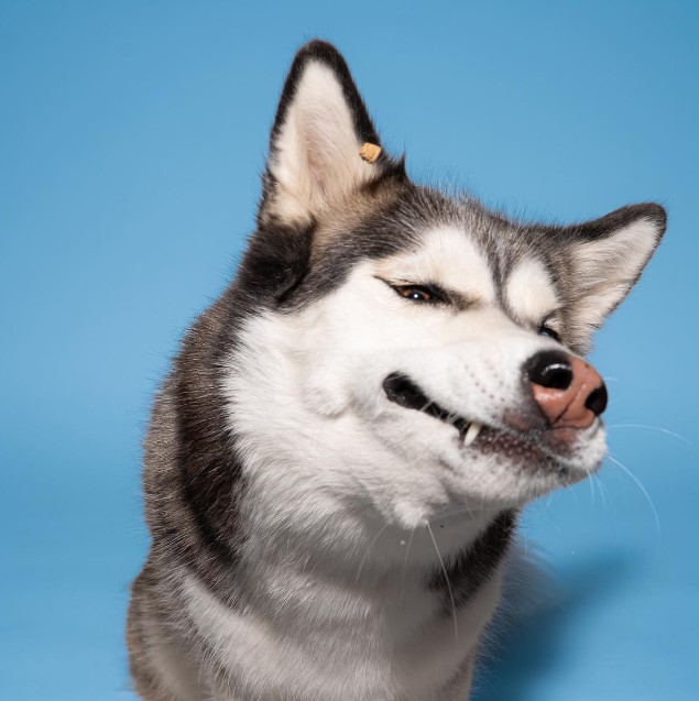 the husky shows his teeth