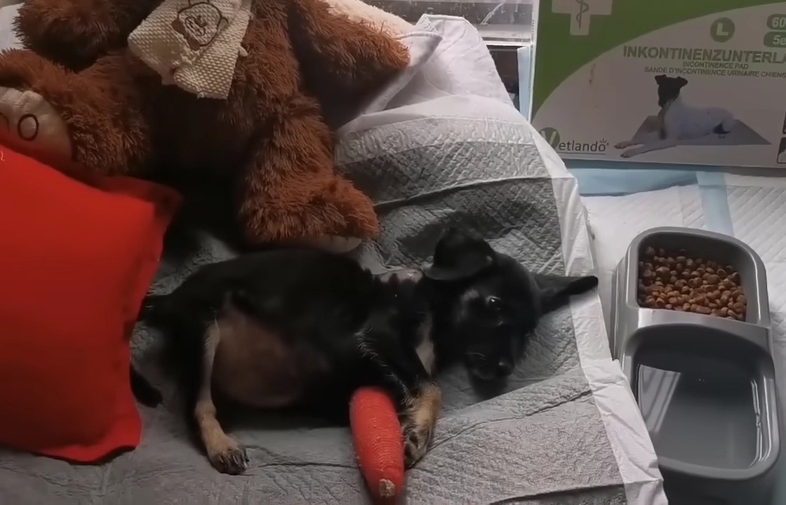 the injured dog lies sad