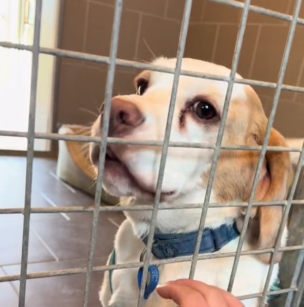 the look of a sad dog in a shelter