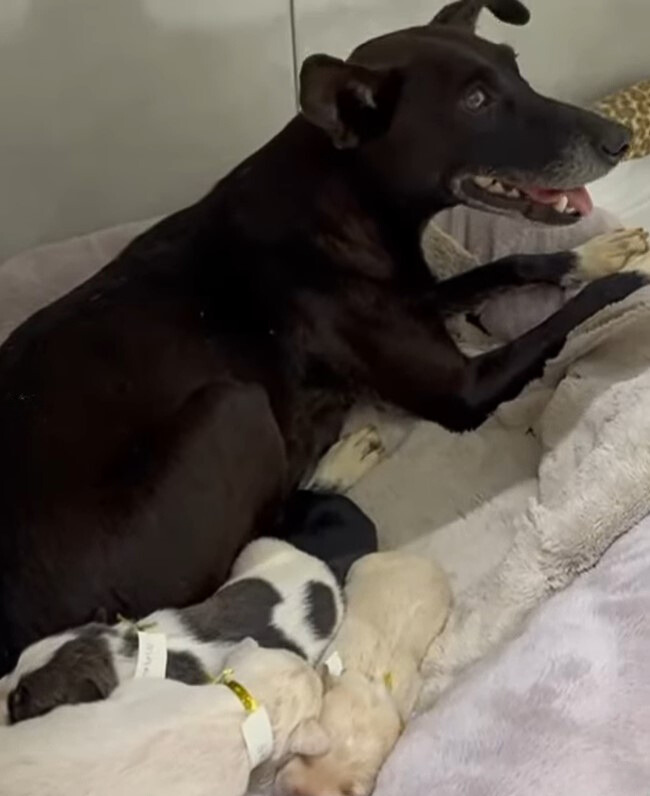 the mother dog is lying on a fluffy pillow with the other little dogs