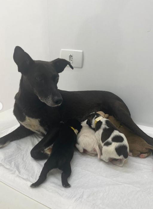 the puppies are nursing the mother dog