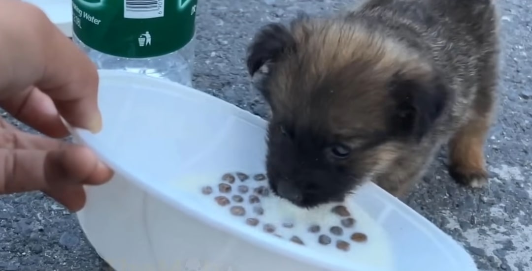 the puppy eats from a plastic bowl