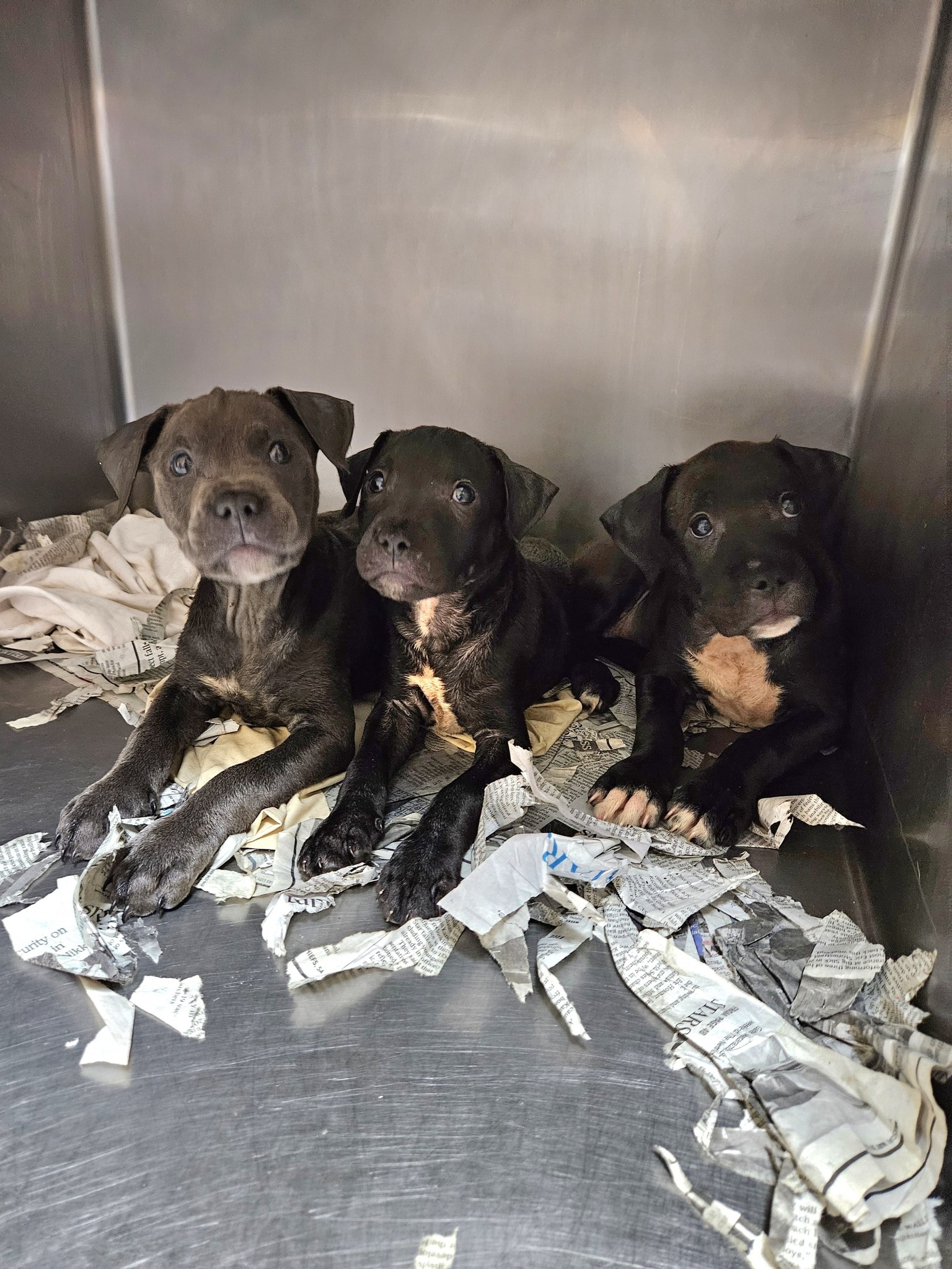 three cute dogs are lying on a torn newspaper and looking at the camera