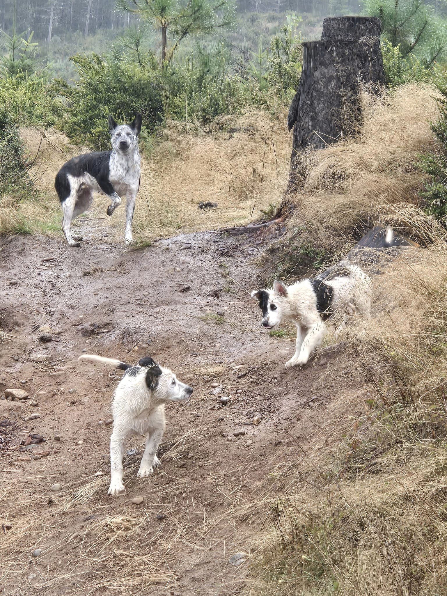 three cute dogs