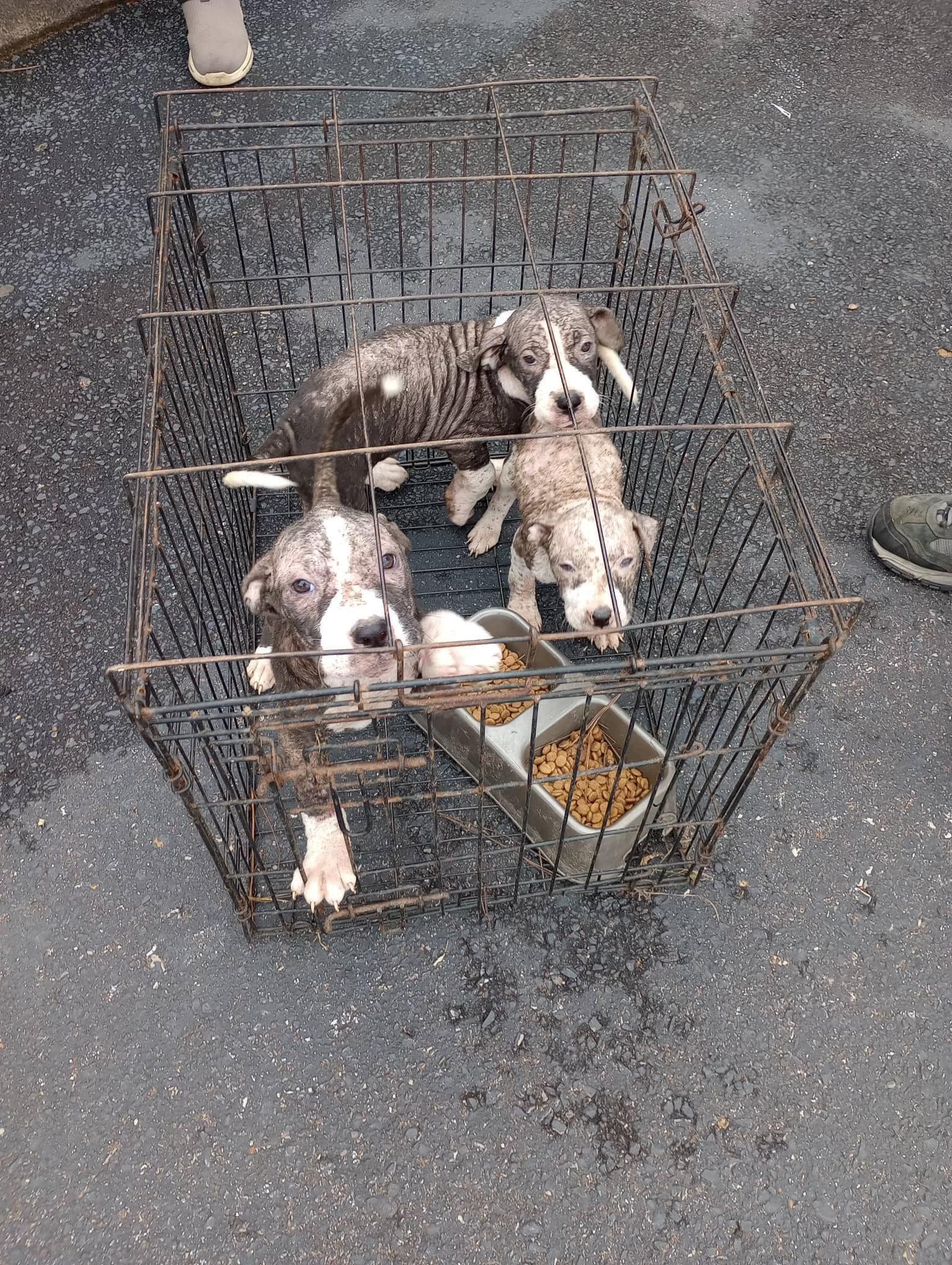 three cute puppies in a cage