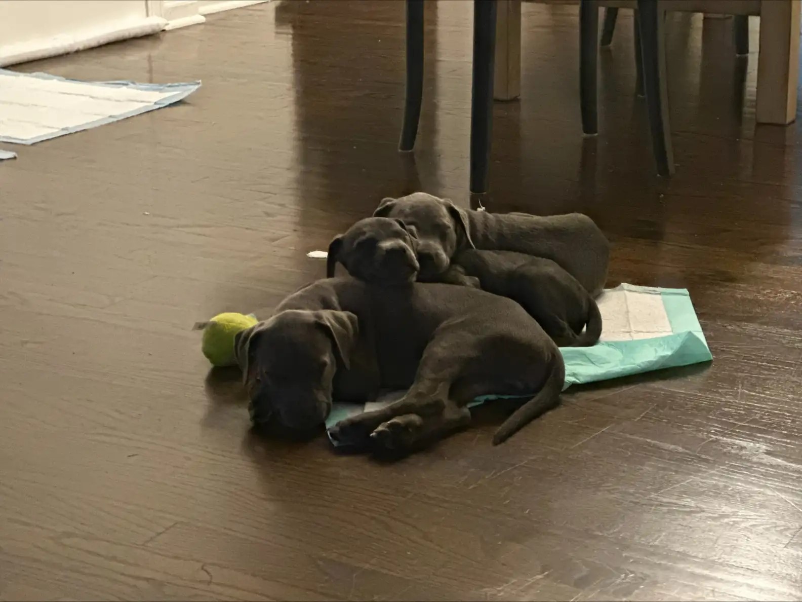 three dogs are lying next to each other on the laminate