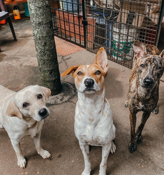 three dogs are standing on the street