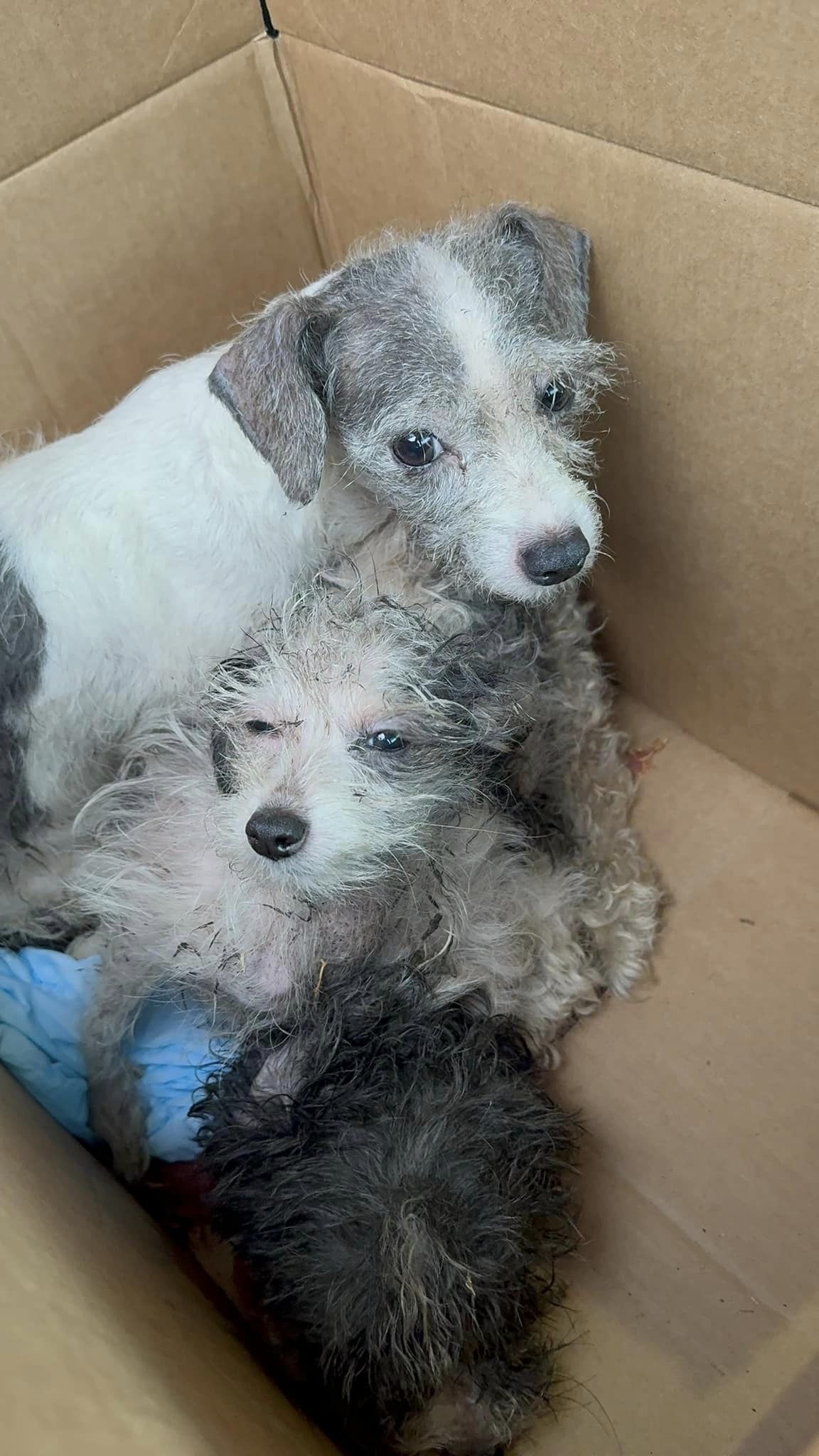 three dogs in box