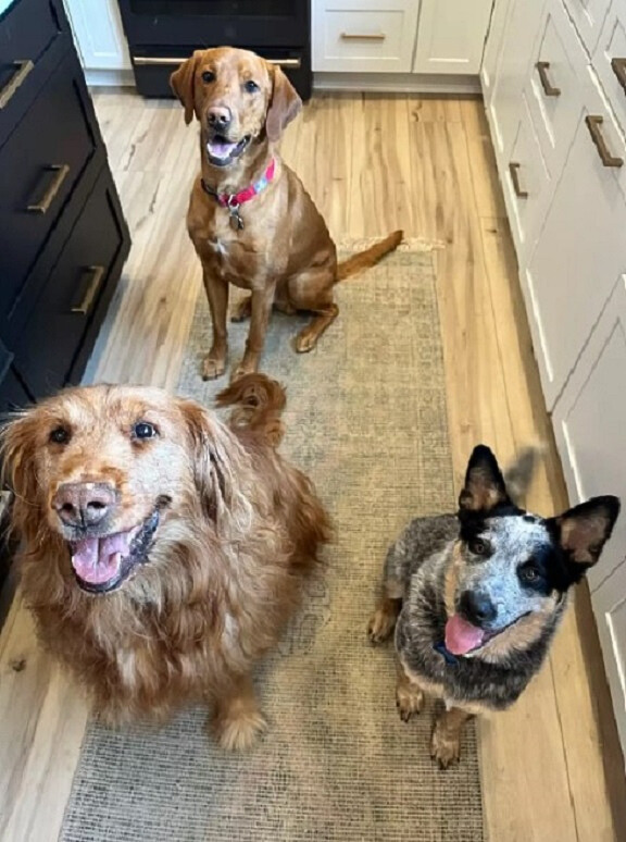 three dogs in kitchen