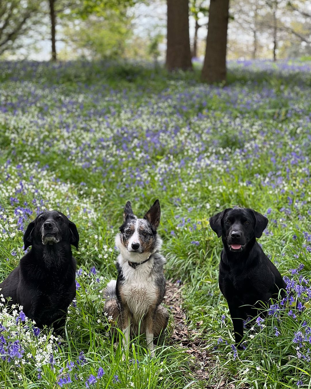 three dogs in the tall grass