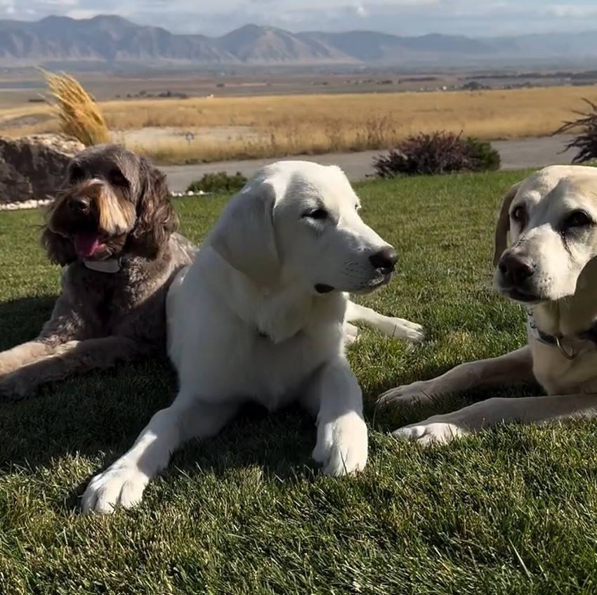 three dogs lying on grass