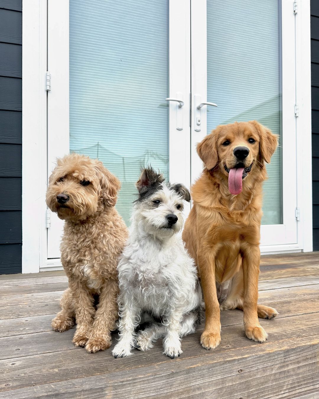 three dogs sitting on a wooden deck