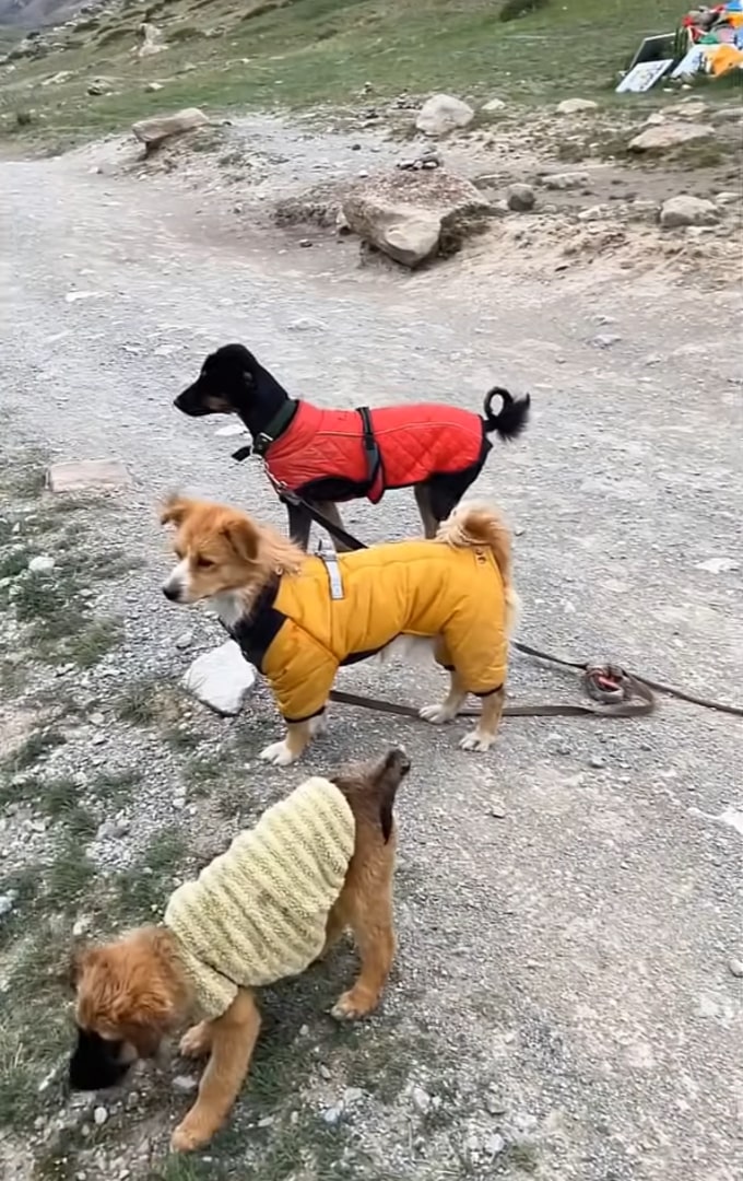 three trained dogs