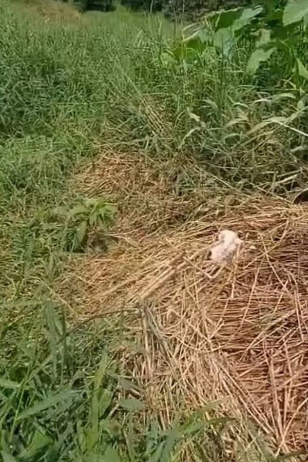 tiny puppy on the high grass