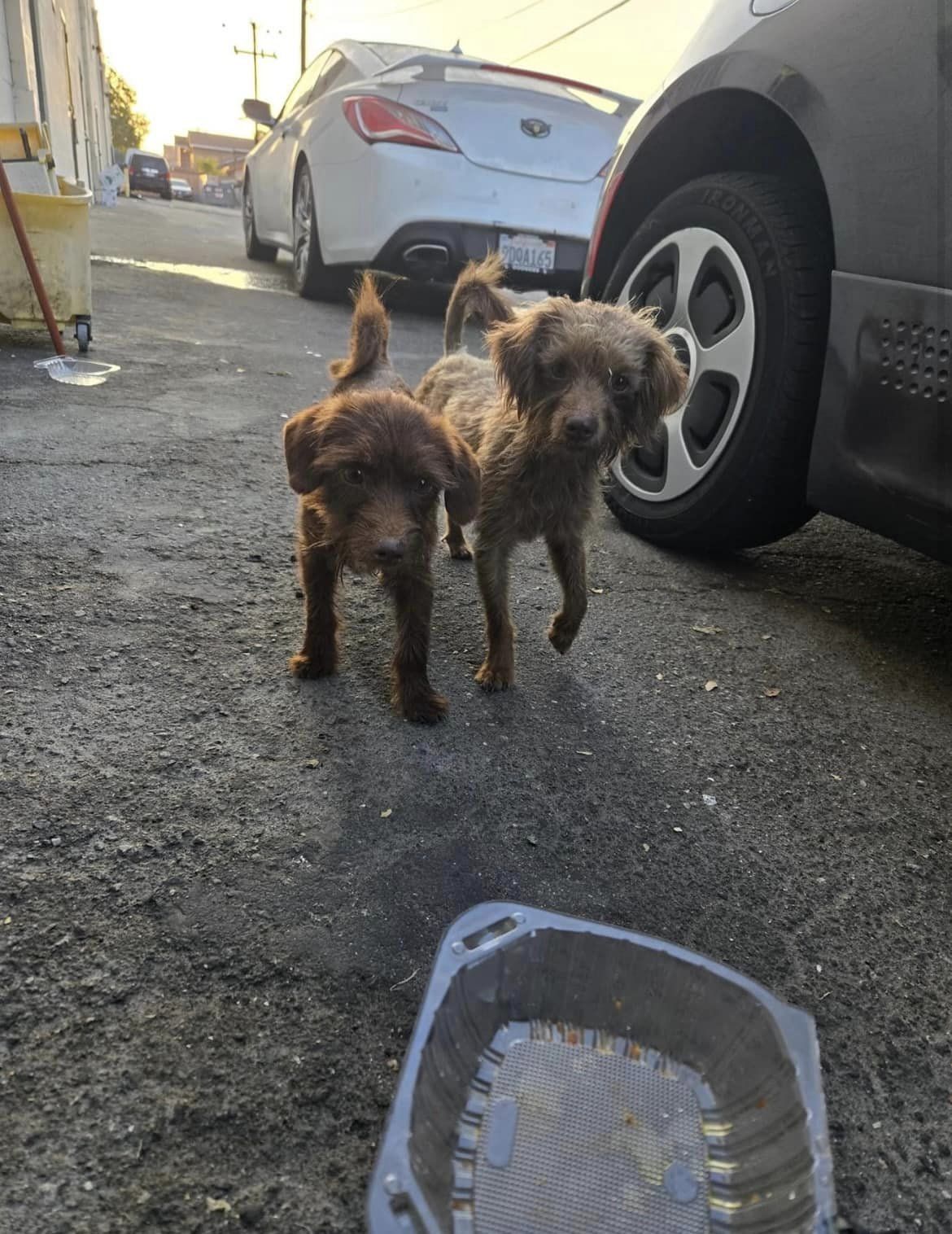 two abandoned dogs