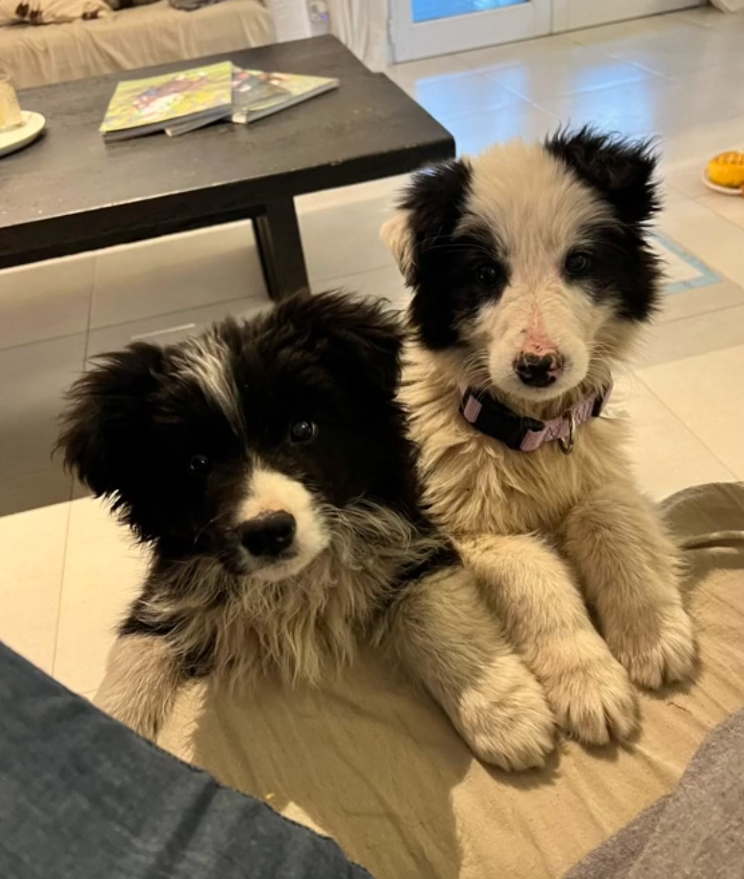 two adopted cute puppies